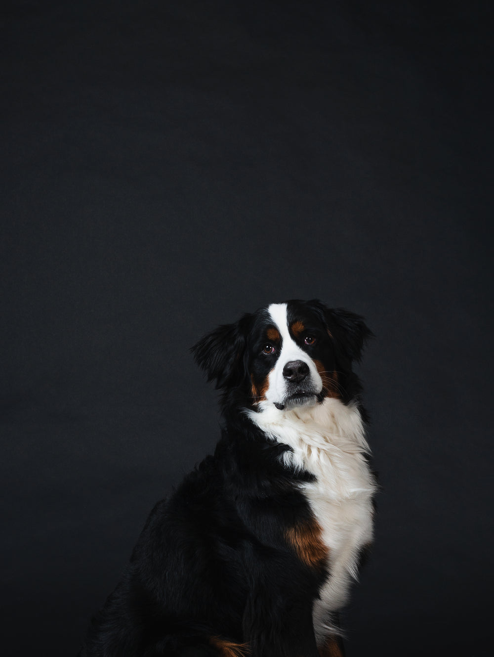 Furniture-grade looks, built for daily dog use